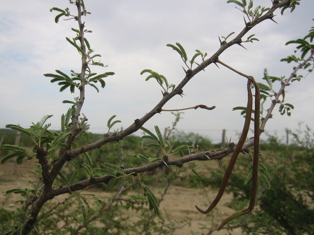 Acacia schaffneri